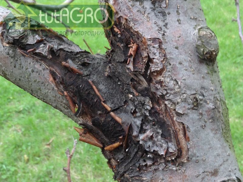 Чтобы сад не заболел. Профилактика заболеваний - AGROzen