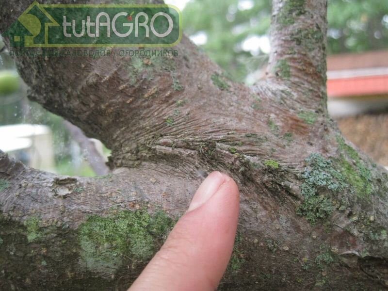 Зачастую, уже пораженные раком растения, но еще в скрытой форме, мы привозим из питомников - AGROzen