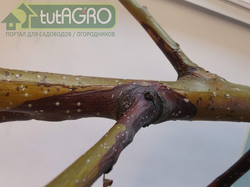 В осенний период крайне важны обработки плодовых деревьев - AGROzen