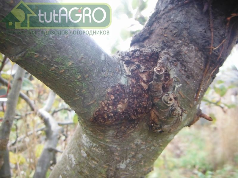 Наносить белую краску необходимо именно на эти участки - AGROzen