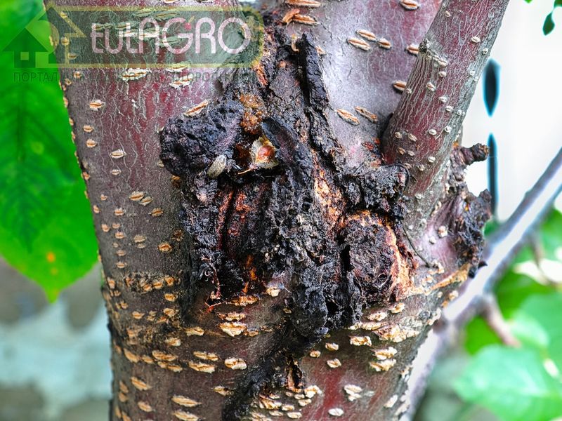 При проведении осенней побелки деревьев промажьте развилки между крупными ветвями - AGROzen