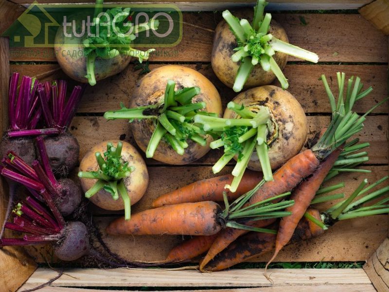 Как сохранить корнеплоды до весны? Как сохранить корнеплоды до весны? - AGROzen