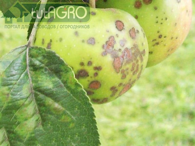 Возбудитель инфекции - гриб - AGROzen