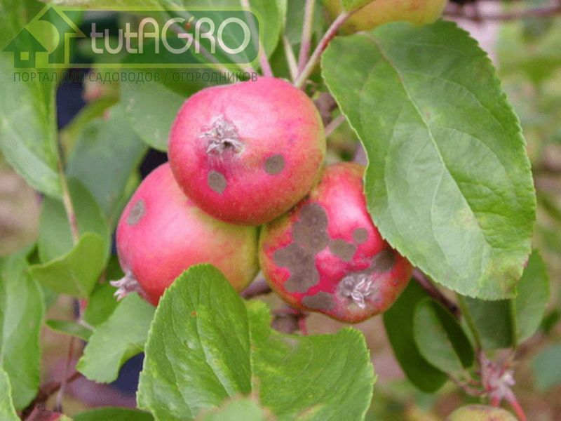 При закладывании на хранение яблок даже с незначительными повреждениями со временем можно потерять весь урожай - AGROzen