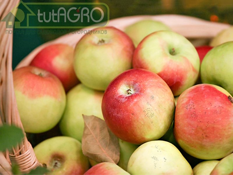 Эх, яблочко… Как не потерять урожай яблок? - AGROzen