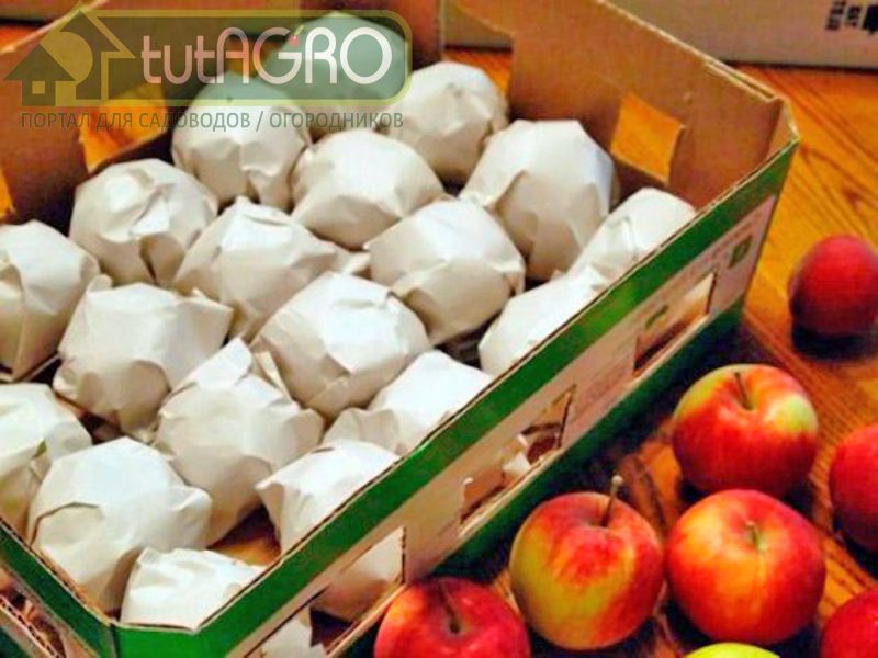 Для продолжительного хранения яблоки лучше всего укладывать в ящики - AGROzen