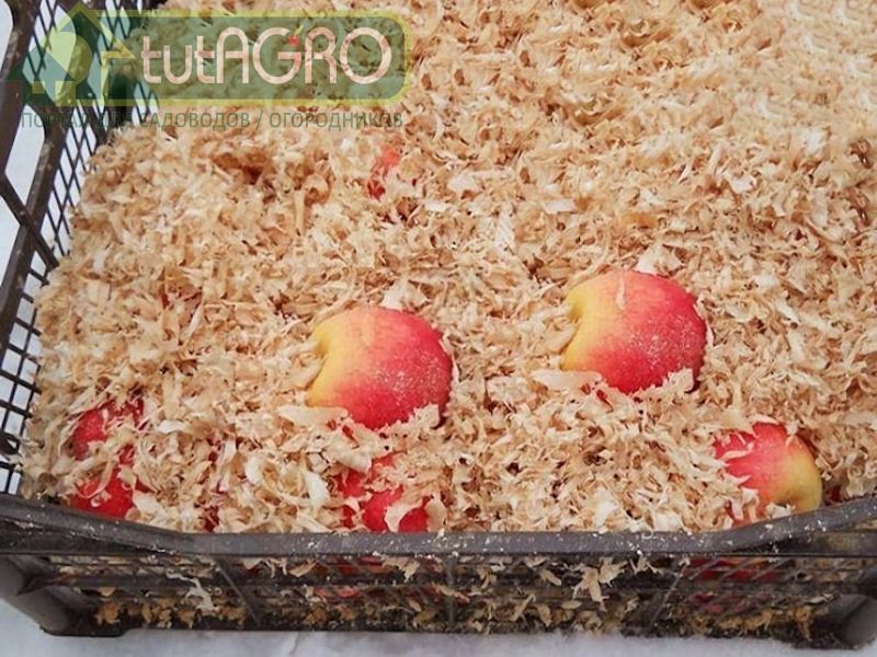 Не забудьте позаботиться о защите от грызунов - AGROzen