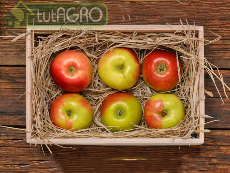 Обязательно должна быть хорошая вентиляция - AGROzen