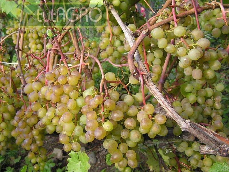 Подружите виноград с триходермой Подружите виноград с триходермой - AGROzen