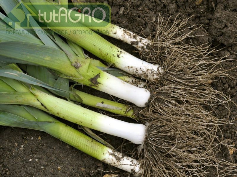 Эта культура с каждым годом приобретает все большую популярность у дачников - лук-порей - AGROzen