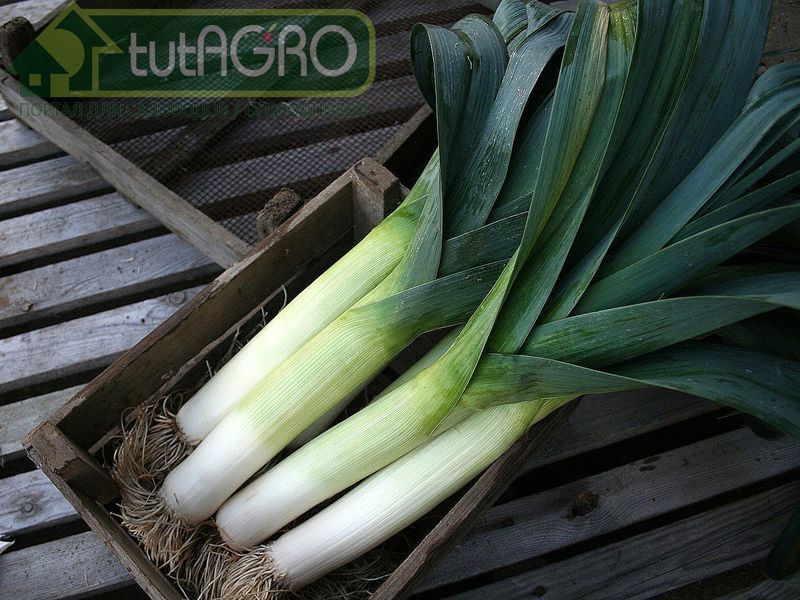 Пора убирать порей. Условия для длительного хранения - AGROzen