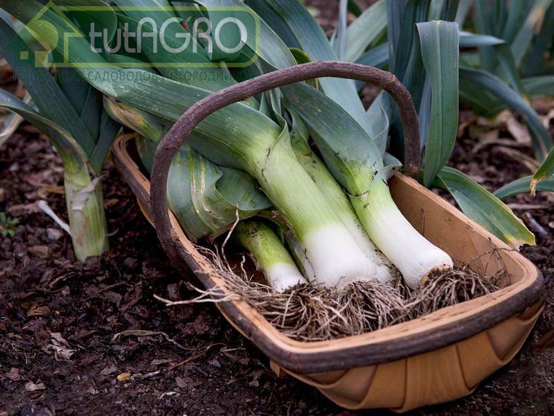 Лук-порей уникальное растение - AGROzen