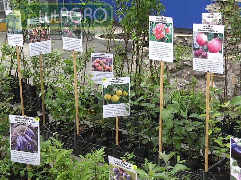 Не все растения можно сажать осенью - AGROzen