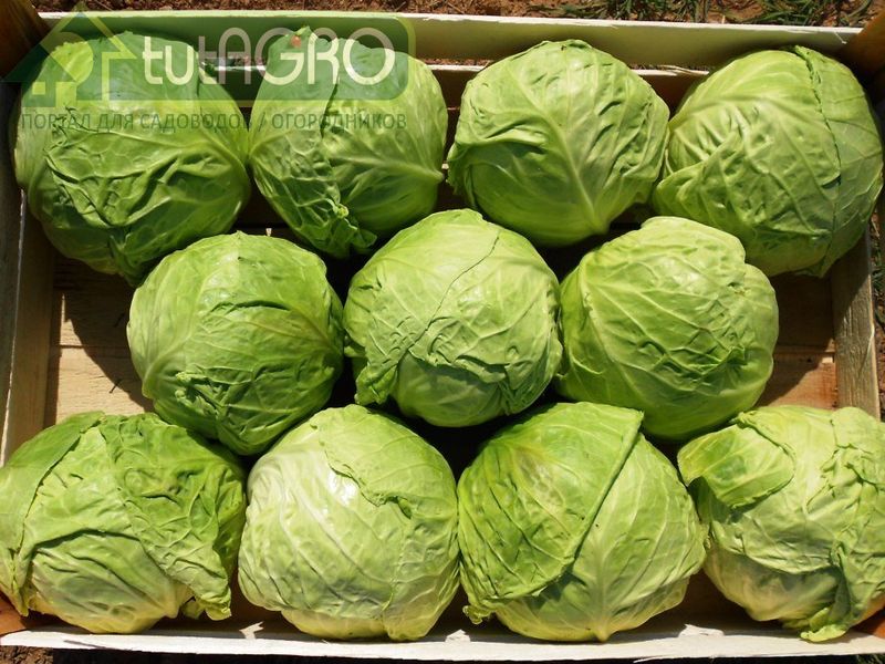 Как правильно сохранить капусту - AGROzen