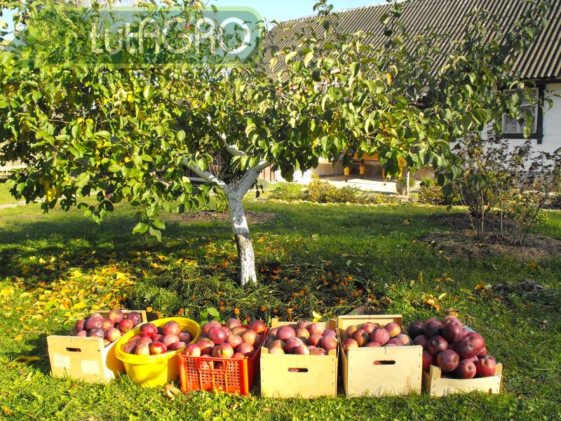 К уборке готовы? - AGROzen