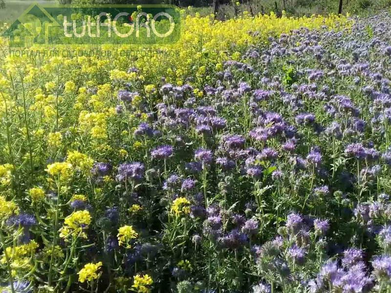 Чудесная комбинация из сидератов  Чудесная комбинация из сидератов - AGROzen