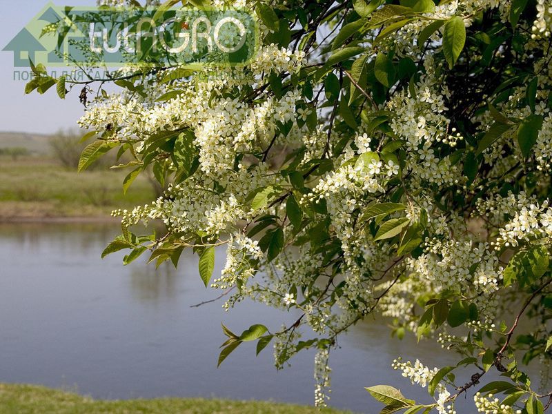 Как черемуха вредит вредителям - AGROzen