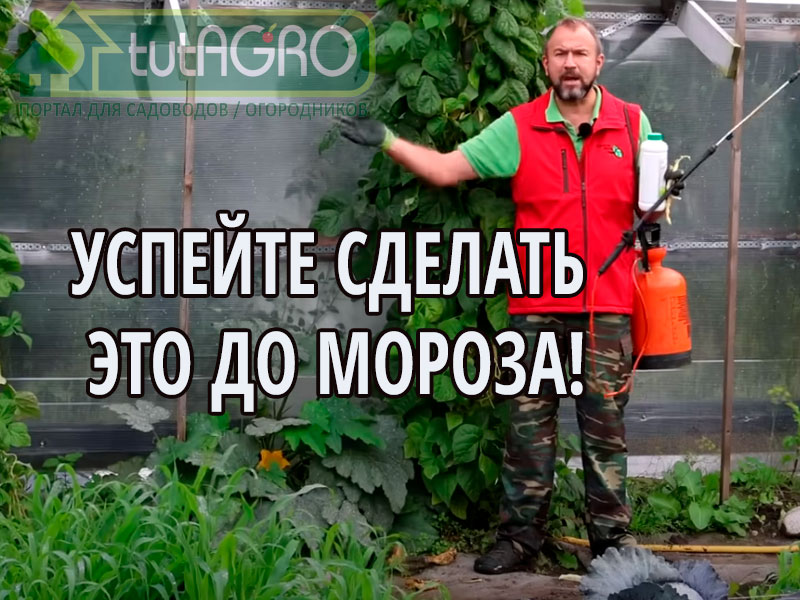 Очень многие практикуют посев сидератов осенью. И это очень хорошо. Одна процедура сделает сидерацию эффективнее в 20 раз! Какая - смотрите в этом видео!  Сидераты эффективнее в 20 раз!