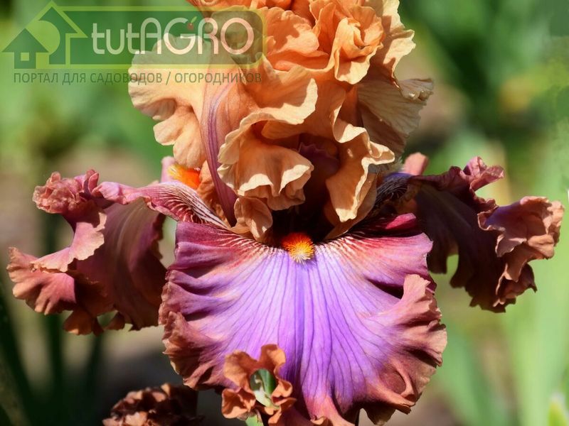 Бородатые ирисы всегда в садовой моде - AGROzen