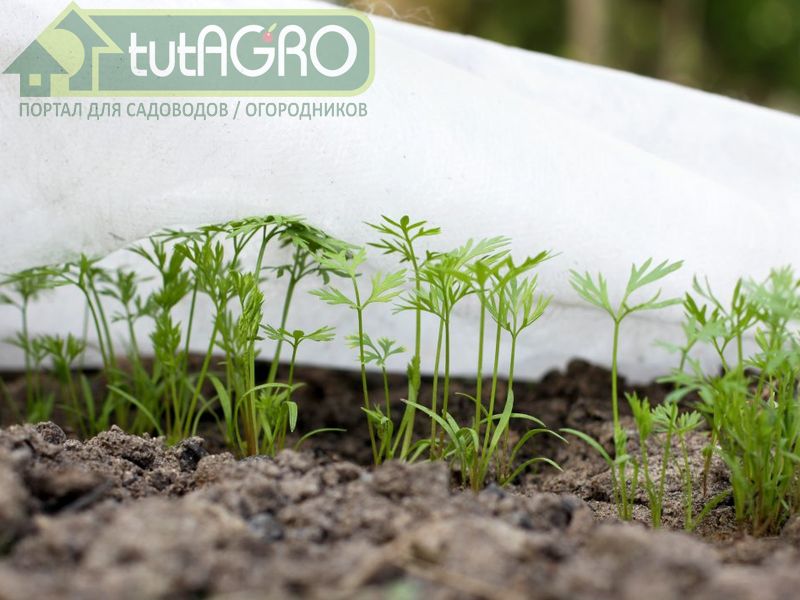 Окончание огородного сезона вовсе не означает прекращение деятельности - AGROzen