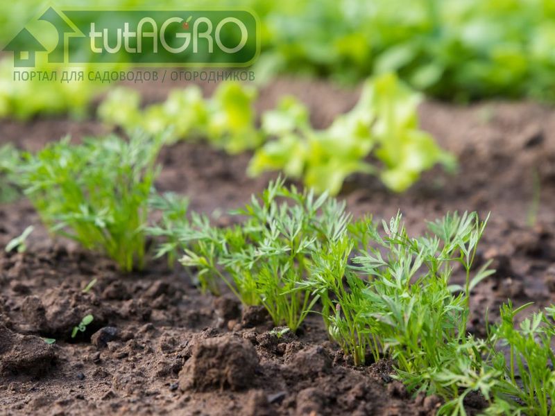 Еще не вечер. Подзимний посев овощей - AGROzen