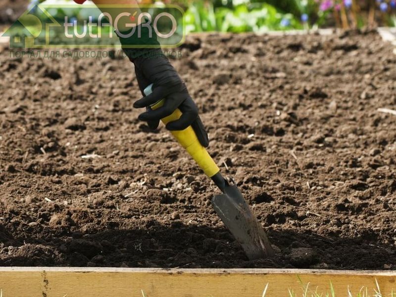 При посадке моркови под зиму не используйте навоз - AGROzen