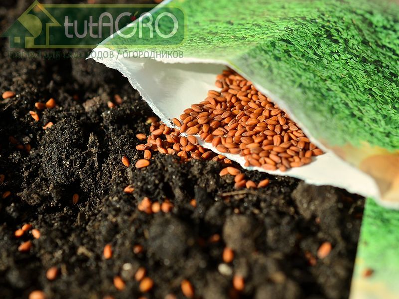 Подзимнюю посадку производят не глубоко - 1,5-2 см - AGROzen