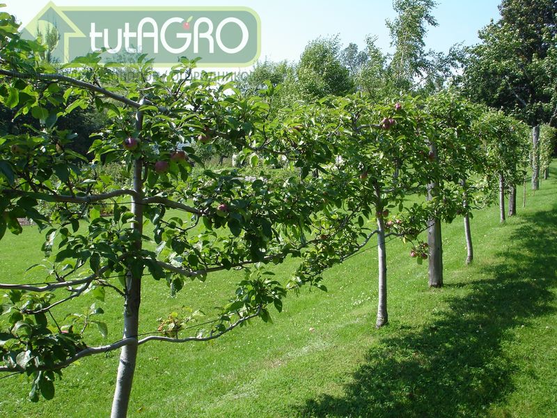 Сад на шпалерах - AGROzen