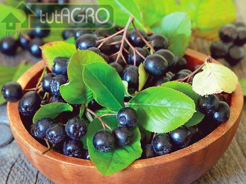 Арония черноплодная - вкусная и полезная красота - AGROzen