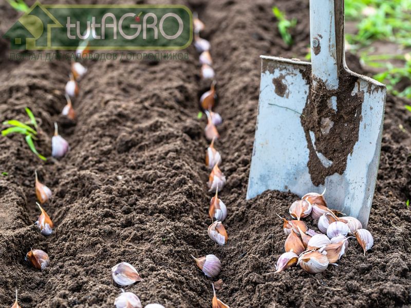 Важно не ошибиться со сроками посадки чеснока - AGROzen