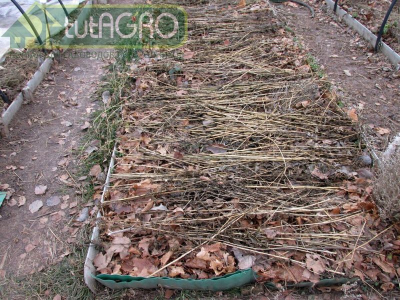 Важно провести именно укрытие ветками - AGROzen