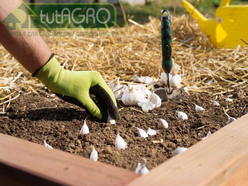 Необходимо заранее разложить приманки со средствами от мышей - AGROzen