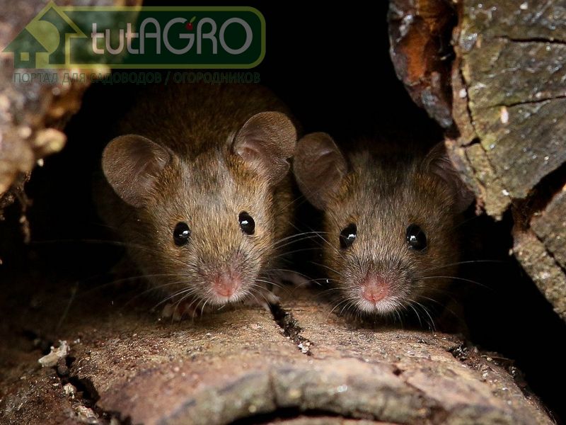 Рецепт ядовитой приманки от Ивана Русских - AGROzen