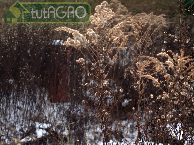 Мульчирование золотарником уменьшает количество сорных растений в огороде - AGROzen