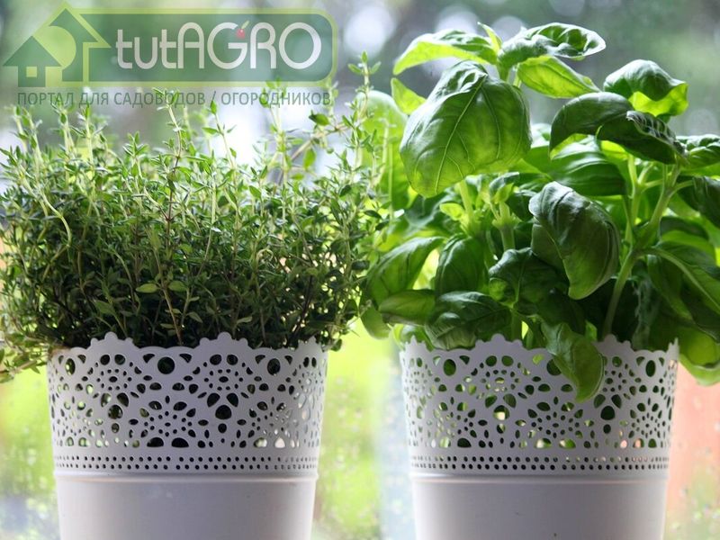 Травы всегда будут под рукой для приготовления вкусных блюд - AGROzen