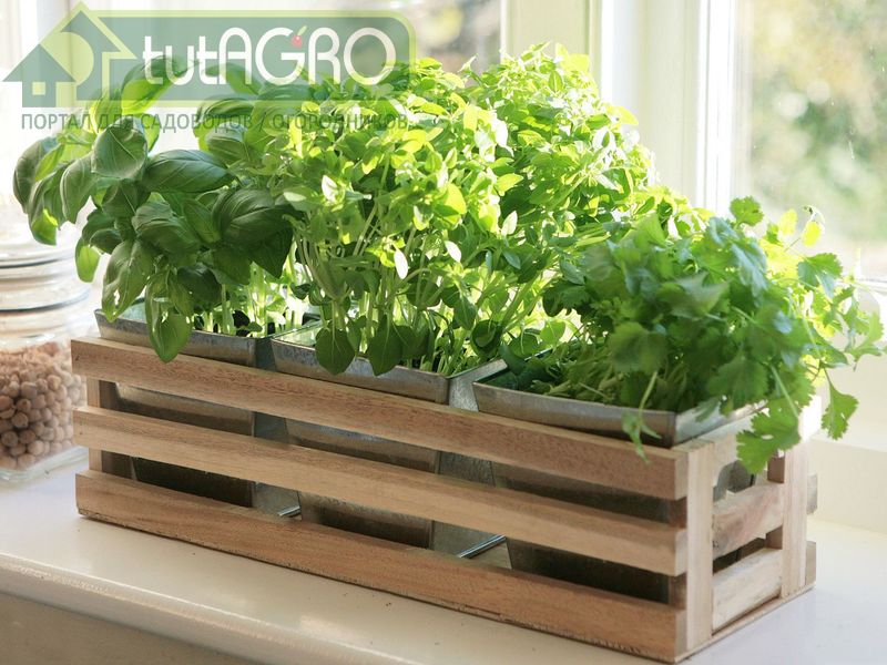 Если базилика у вас много, попробуйте приготовить соус песто с сыром и кедровыми орешками - AGROzen