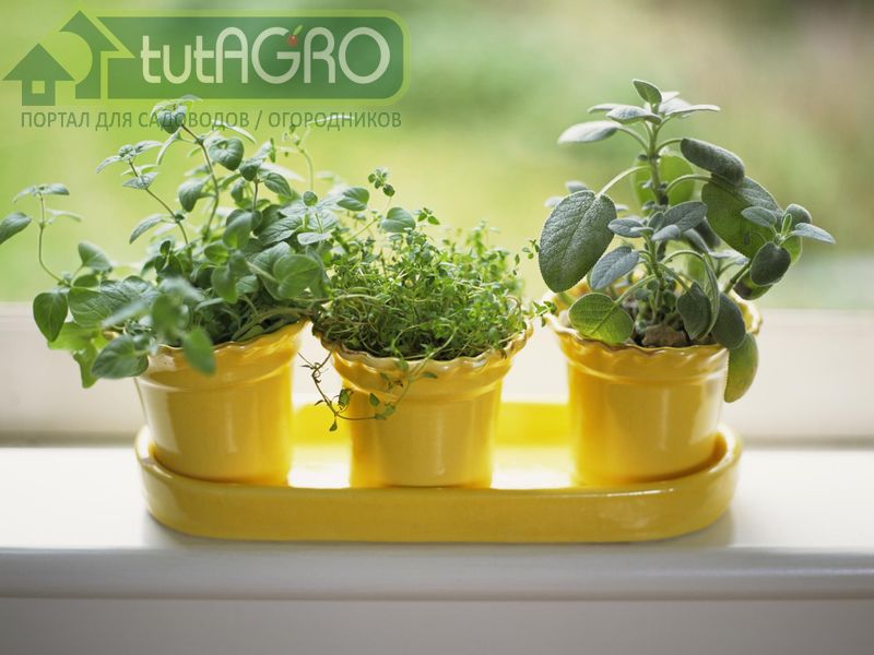 Переезд на подоконник. Базилик. Майоран. Тимьян - AGROzen