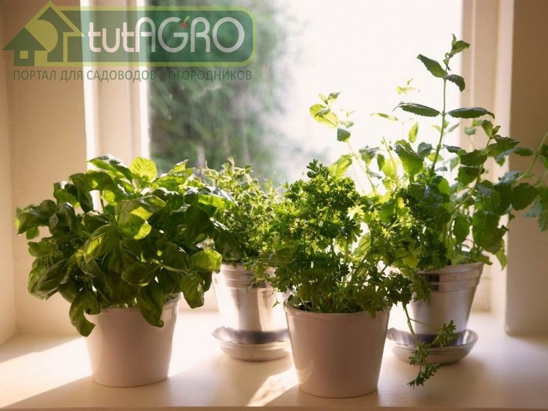 Есть ли польза от пряных трав? Еще какая! - AGROzen