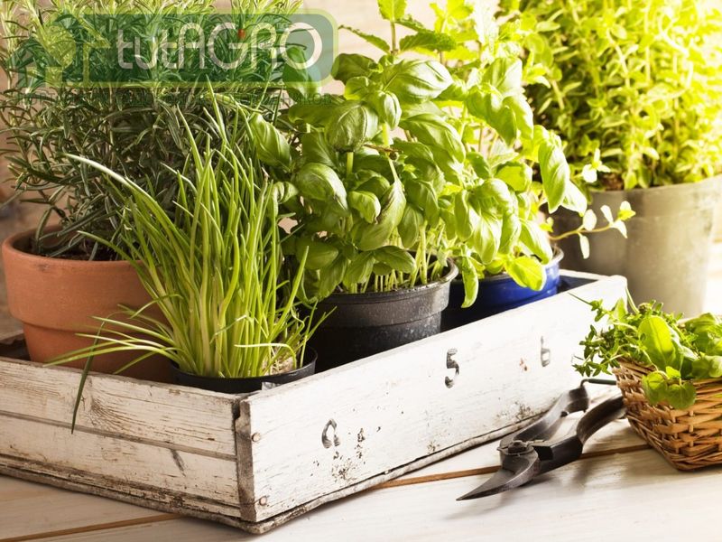 Базилик богат эфирными маслами, фитохимическими веществами, витаминами и минералами - AGROzen