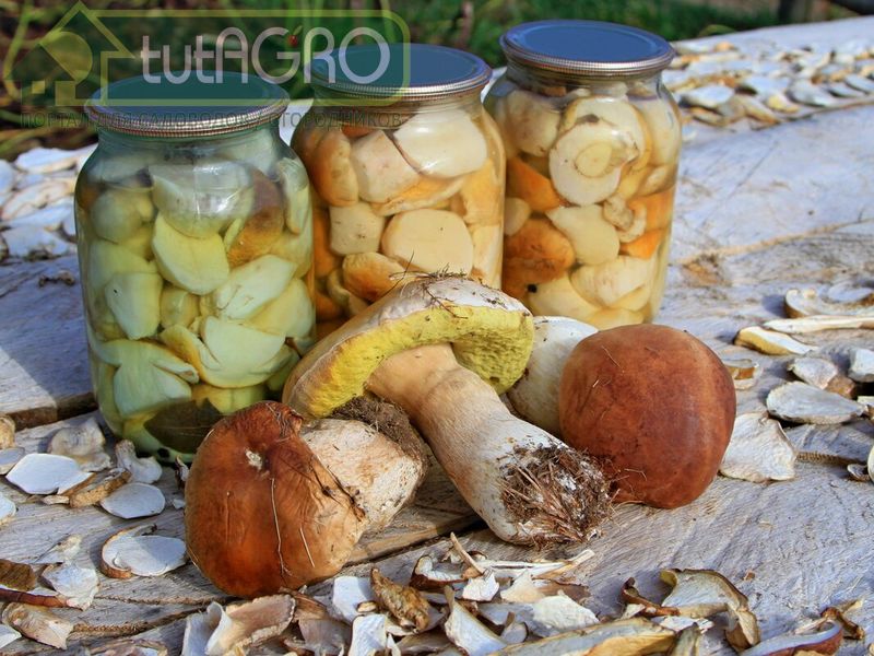 Съедобные грибы - ценный продукт питания - AGROzen