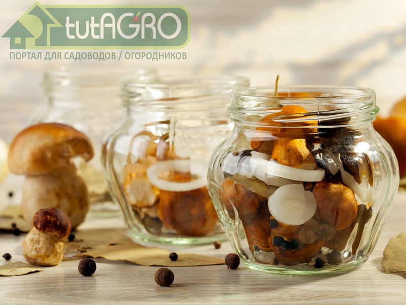 Замораживание грибов - один из лучших способов их хранения - AGROzen