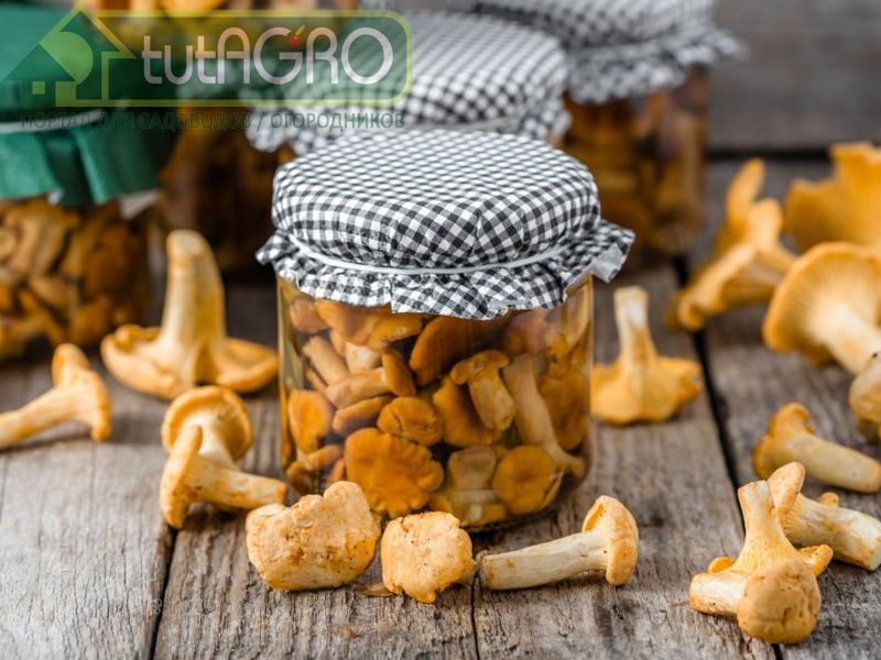 Грибные заготовки с пользой. Рецепты от AGROzen