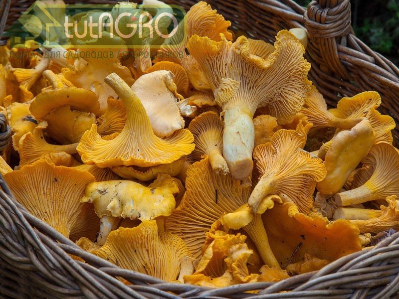 Маринованные лисички - AGROzen