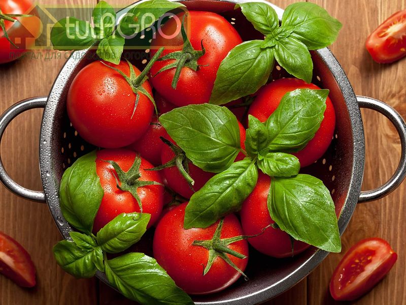 Для наилучшего хранения подойдет проветриваемое темное место с температурой от 12 до 16 0С - AGROzen