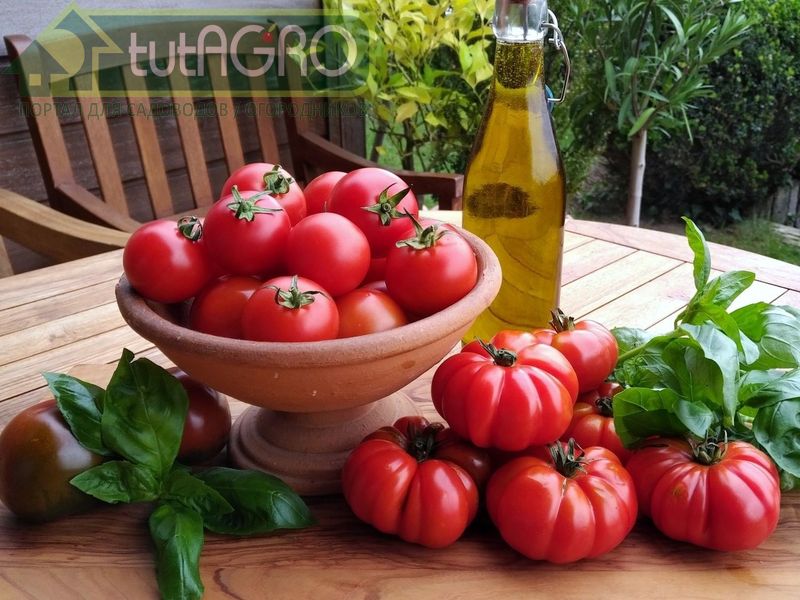 Домашний кетчуп - AGROzen