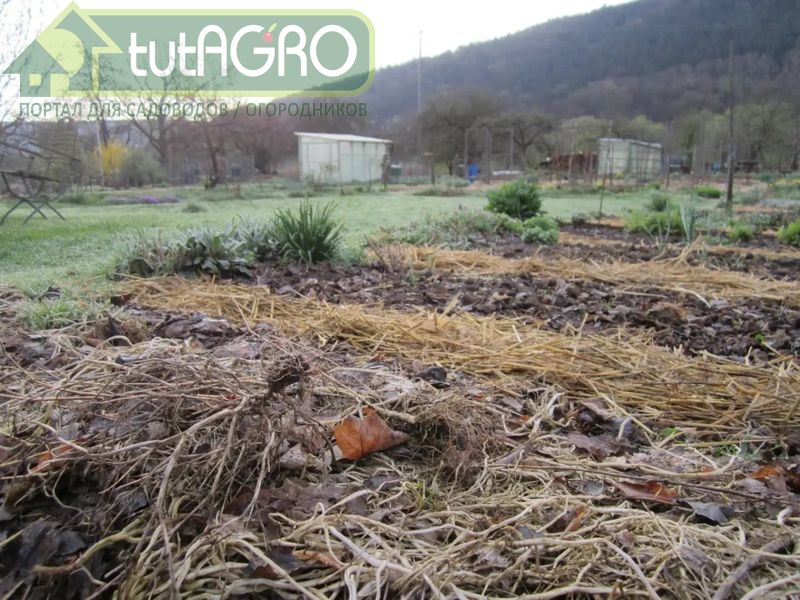 Мульчирование чеснока, посаженного в ранние сроки, вызывает активный рост вегетативной массы, которая в последующем может быть повреждена морозом - AGROzen