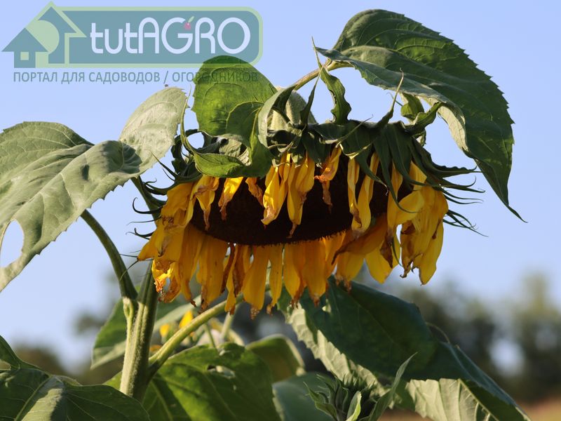 Обязательно мульчируйте подзимние посевы семян - AGROzen