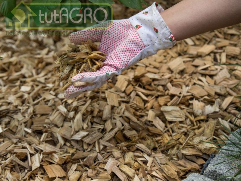 Не навреди! Мульчирование - AGROzen