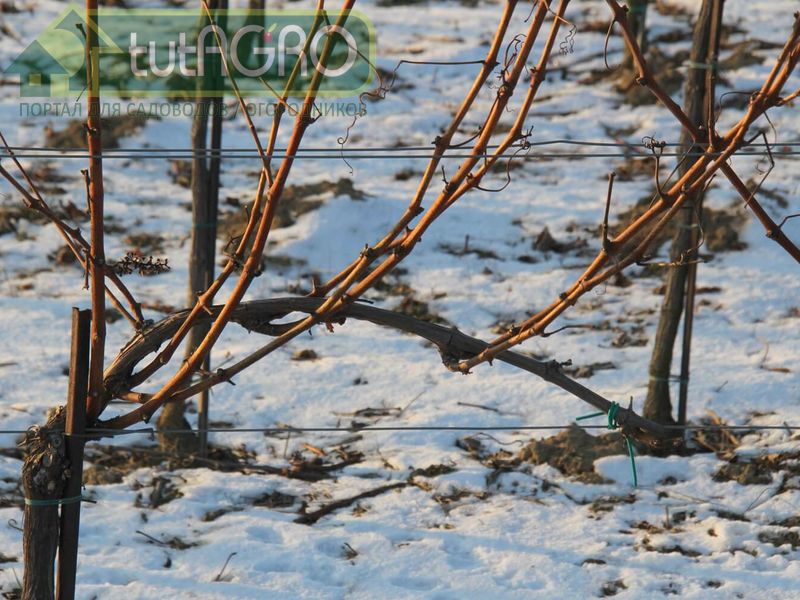 Зимнее окоренение черенков - AGROzen