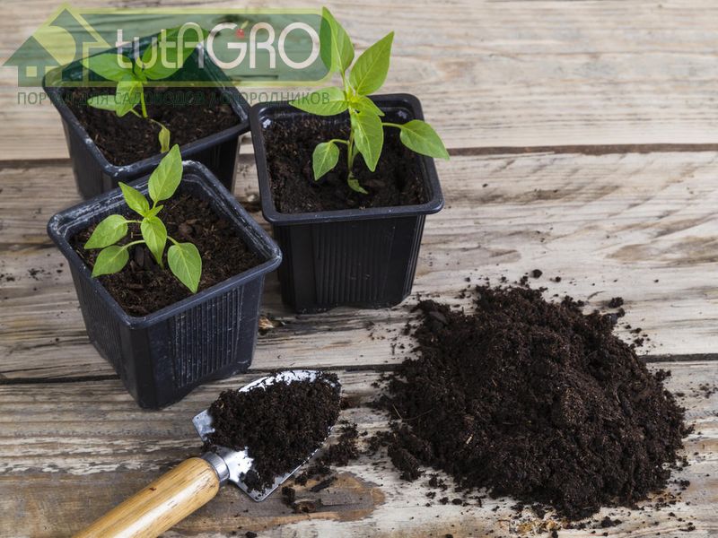 Грунт для рассады «с изюминкой». Рецепт приготовления - AGROzen